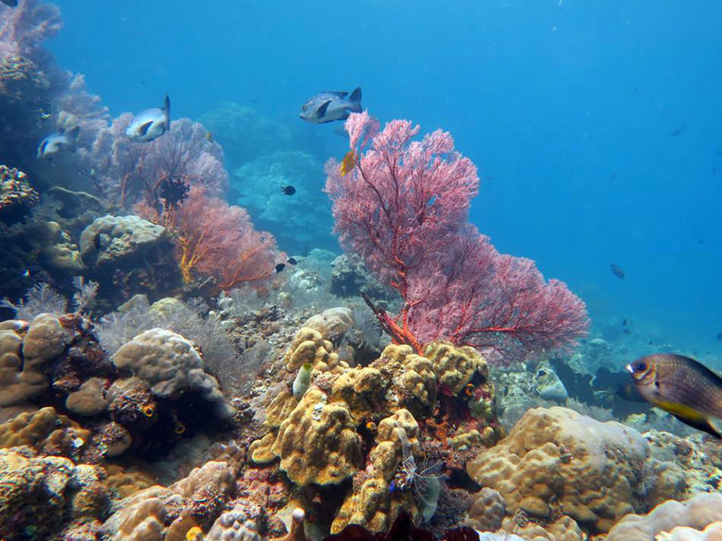 Dive site Amed Drop Off