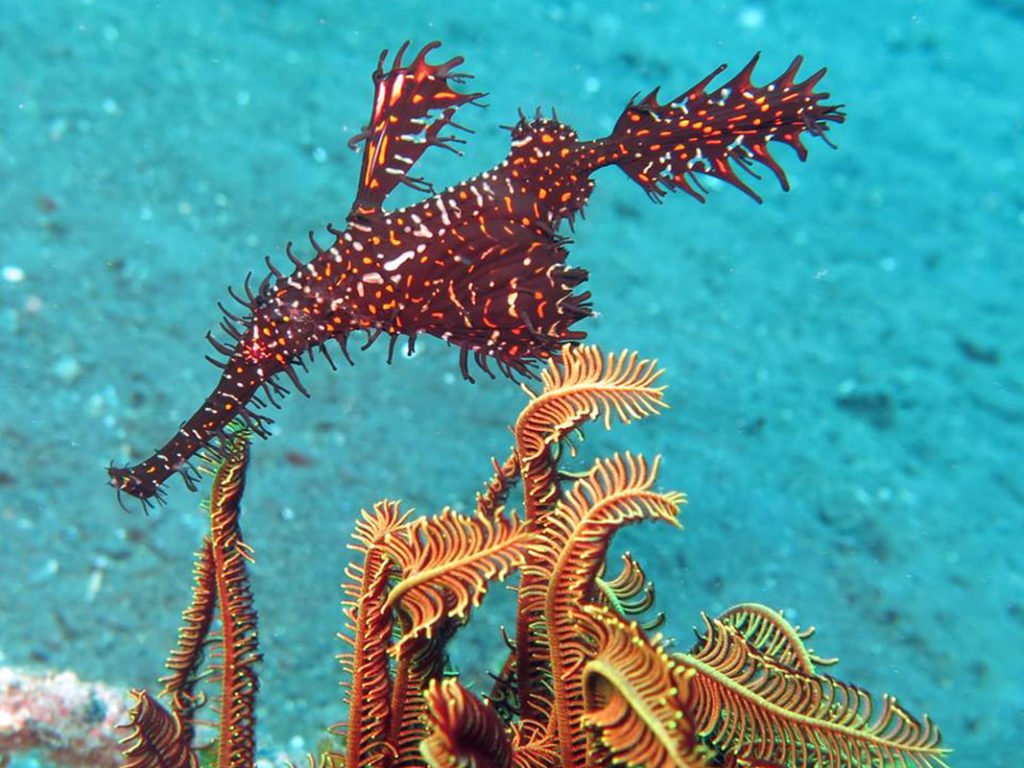 Dive site Amed Secret