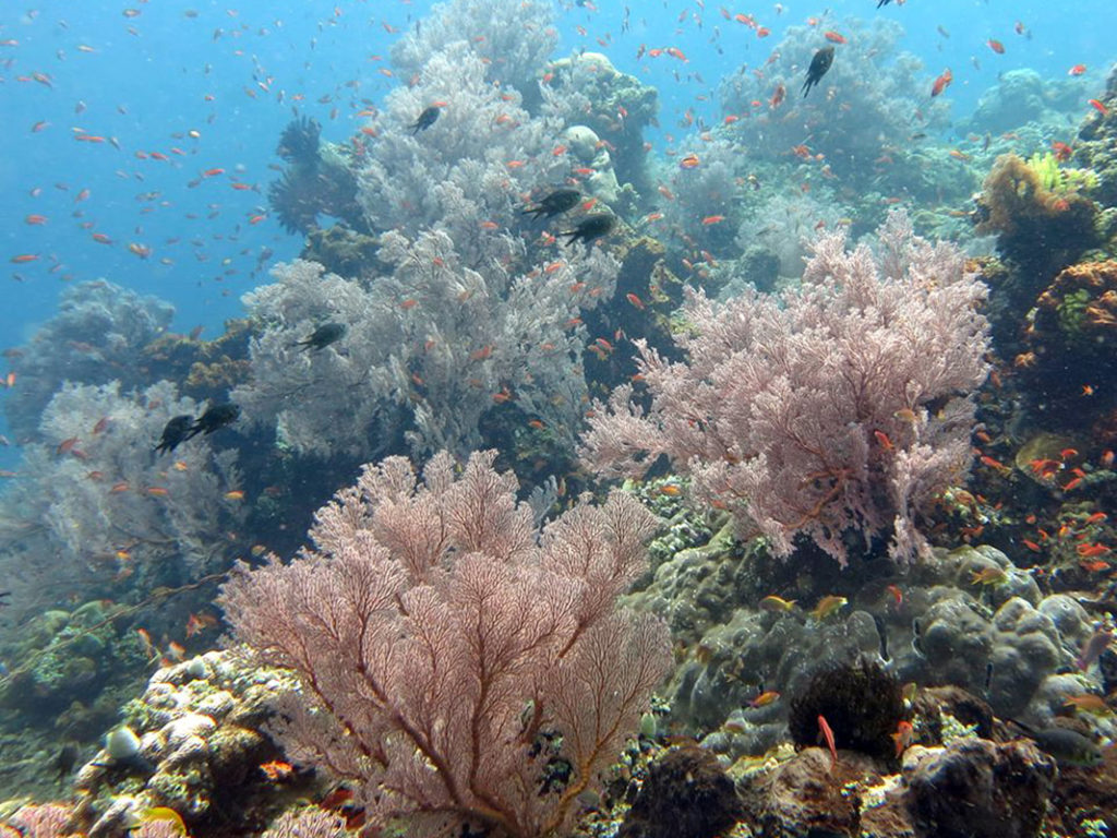 Dive site Bunutan Reef