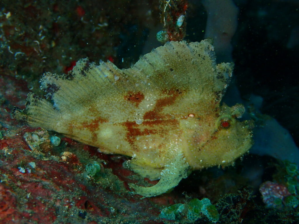 Dive site Jemeluk Bay