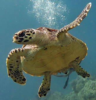 Sea turtle in Bali